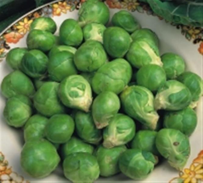 Heirloom Brussels sprouts EVESHAM SPECIAL 100 se...